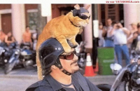 Cat on Motorcycle